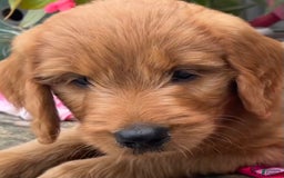 Goldendoodle dogs for sale: Andy - Image 1