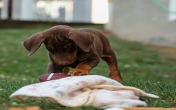 Doberman Pinscher dogs for sale: Doberman Pinscher 3 puppies - Image 9
