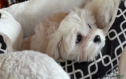 Maltese dogs for sale: Tutie - Image 4