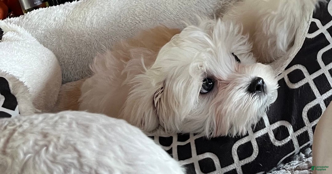 Maltese dogs for sale: Tutie - Image 4