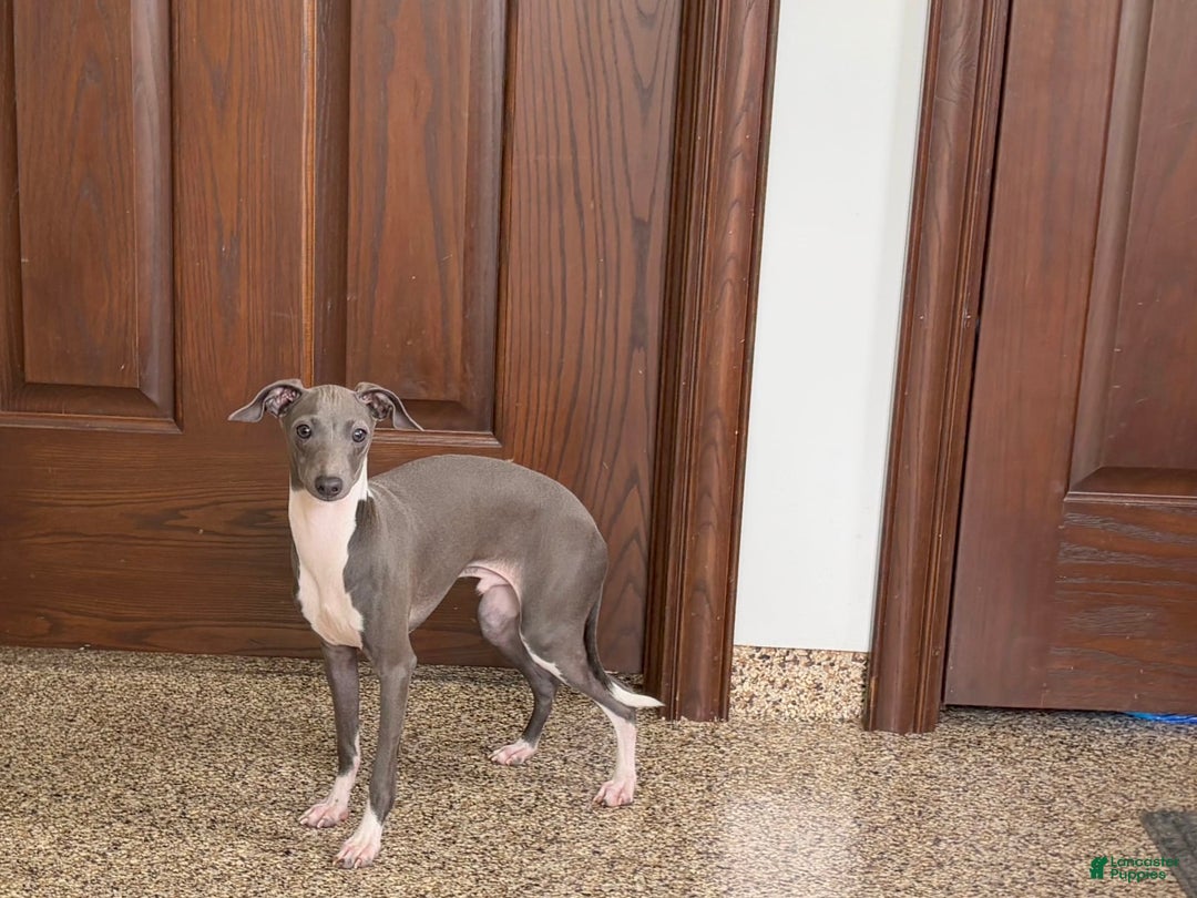 Italian Greyhound dogs for sale: Rocky - Image 6