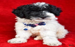 Miniature Poodle dogs for sale: Logan - Image 7