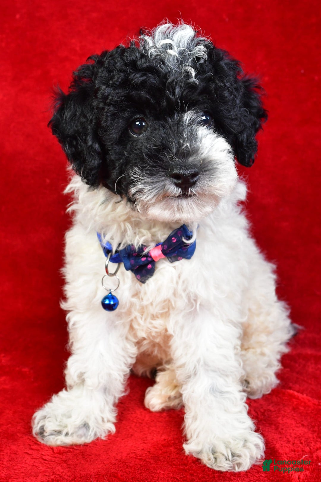 Miniature Poodle dogs for sale: Logan - Image 7