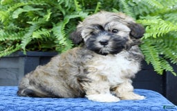 Havapoo dogs for sale: Colby - Image 2