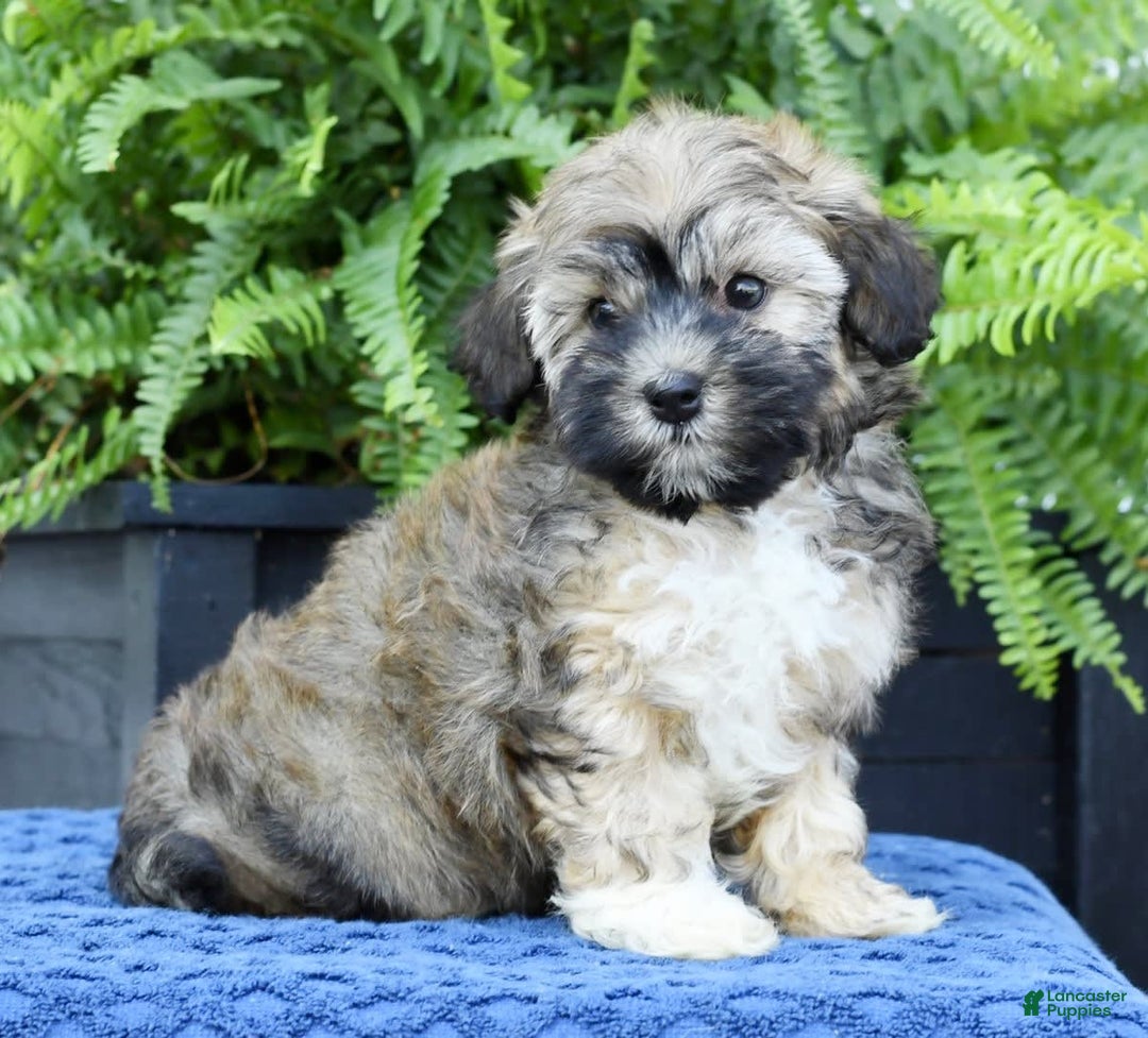 Havapoo dogs for sale: Colby - Image 2