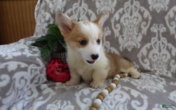 Welsh Corgi Pembroke dogs for sale: Kory - Image 15