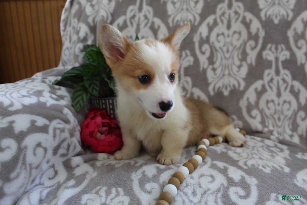 Welsh Corgi Pembroke dogs for sale: Kory - Image 15