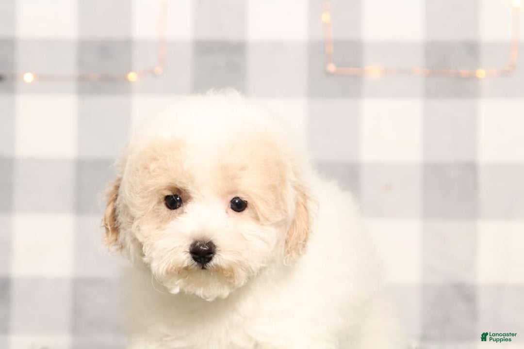 Bichon Frise dogs for sale: Dover - Image 1