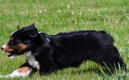 Miniature Australian Shepherd dogs for sale: Nicholas - Image 7