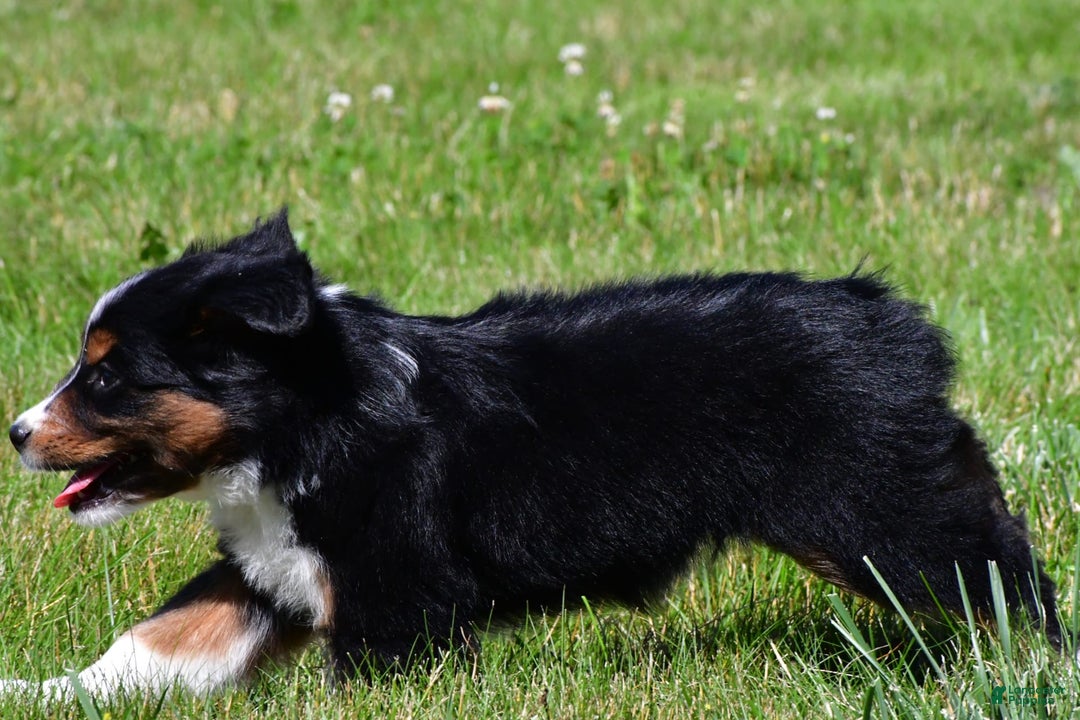 Miniature Australian Shepherd dogs for sale: Nicholas - Image 7