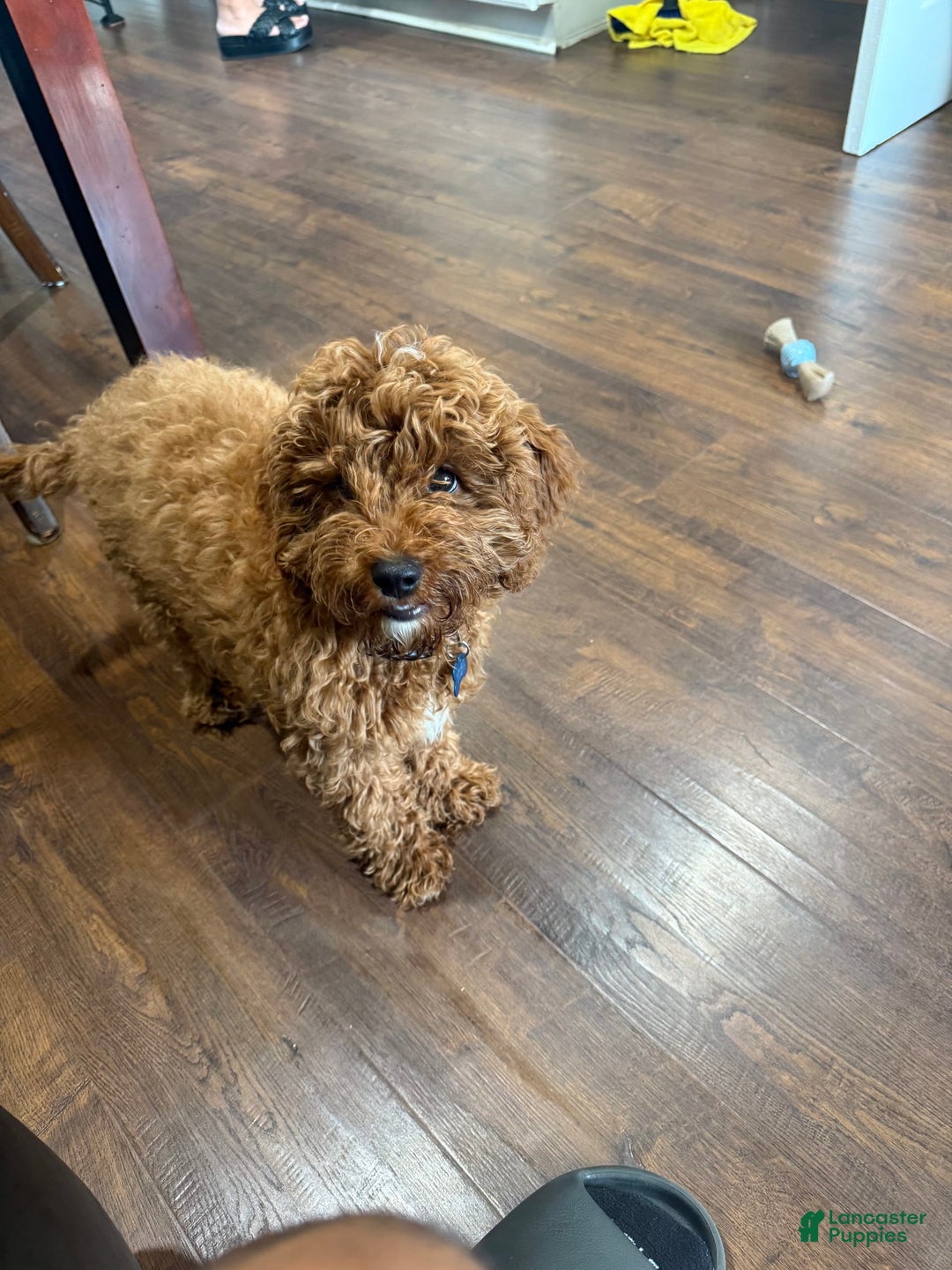 Cavapoo dogs for sale: Toby - Image 1