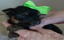 Yorkshire Terrier dogs for sale: Dodge - Image 18