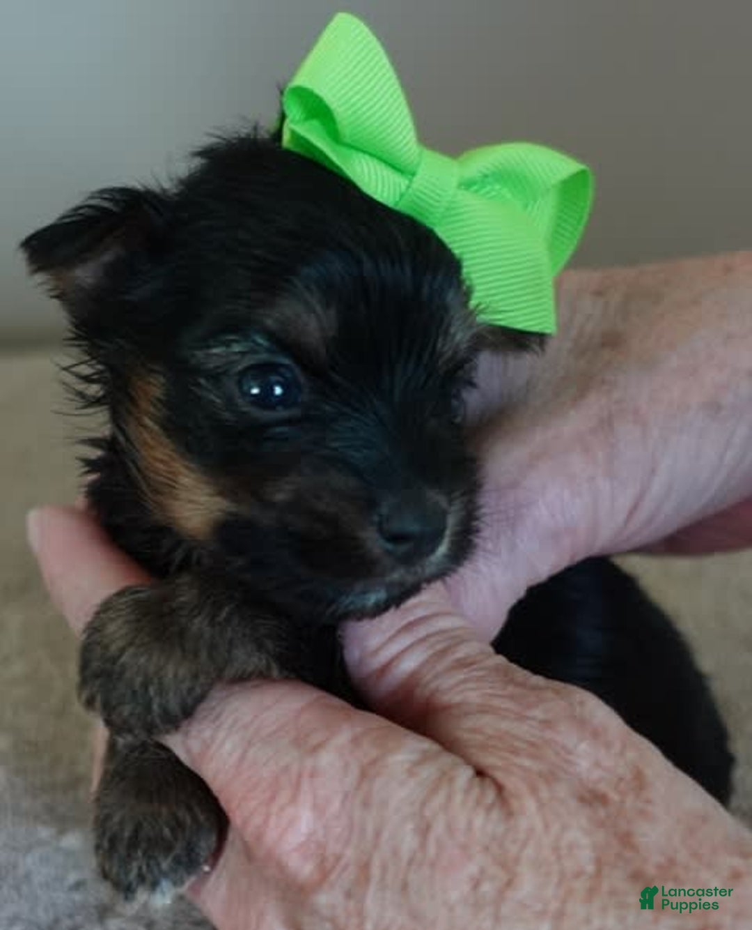 Yorkshire Terrier dogs for sale: Dodge - Image 18