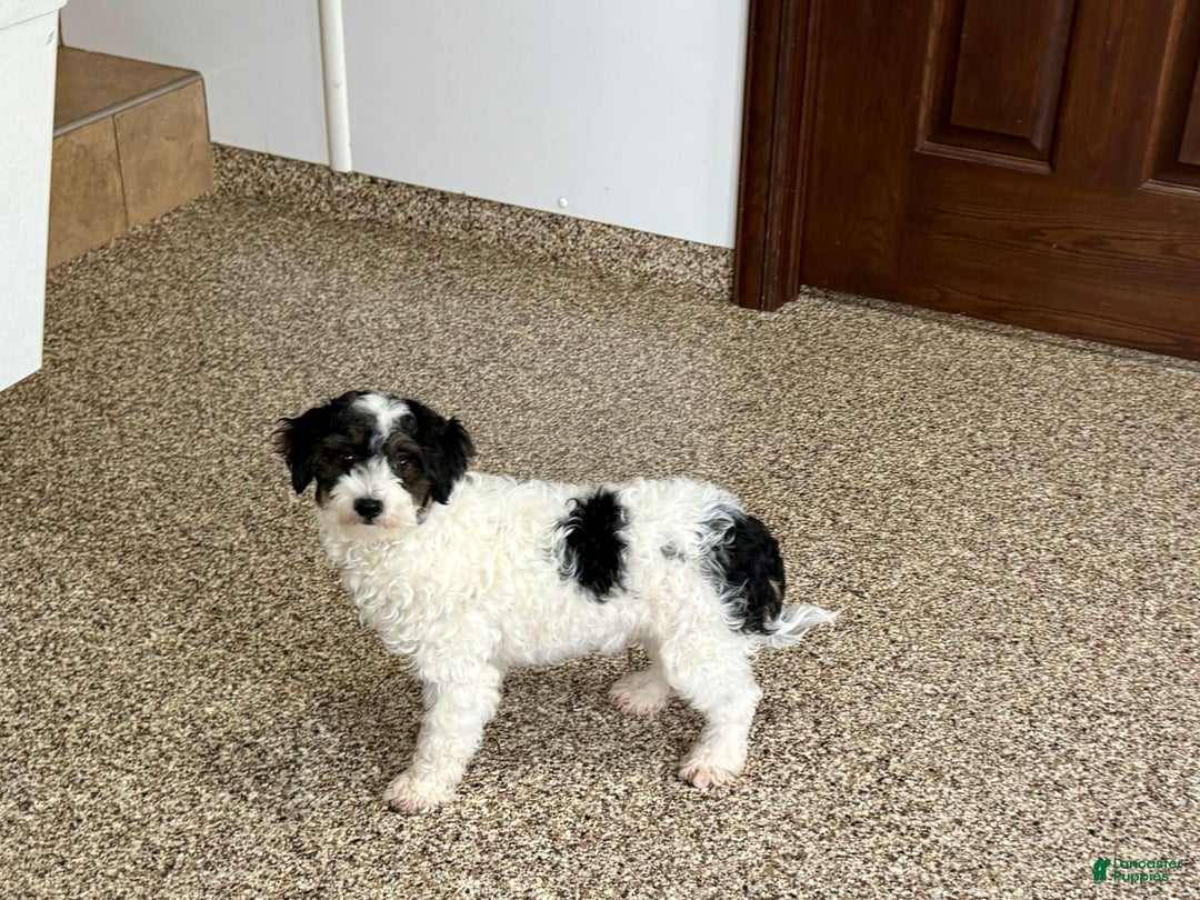 Havapoo dogs for sale: Norm - Image 9