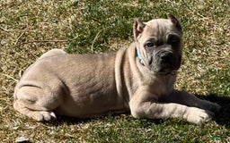 Cane Corso dogs for sale: Georgia - Image 14