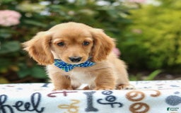Miniature Dachshund dogs for sale: Scooter - Image 2