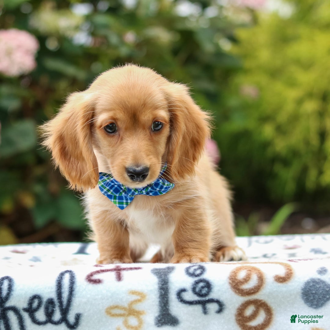Miniature Dachshund dogs for sale: Scooter - Image 2