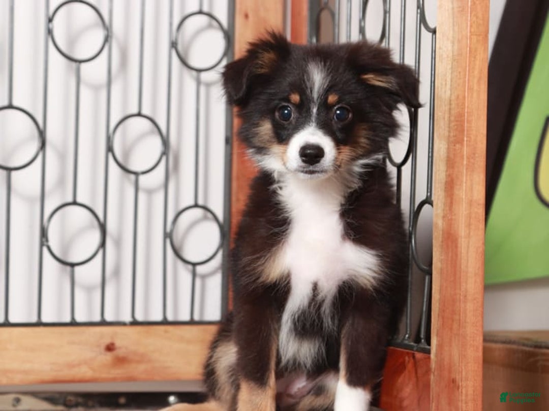 Miniature Australian Shepherd dogs for sale: Stella - Image 3