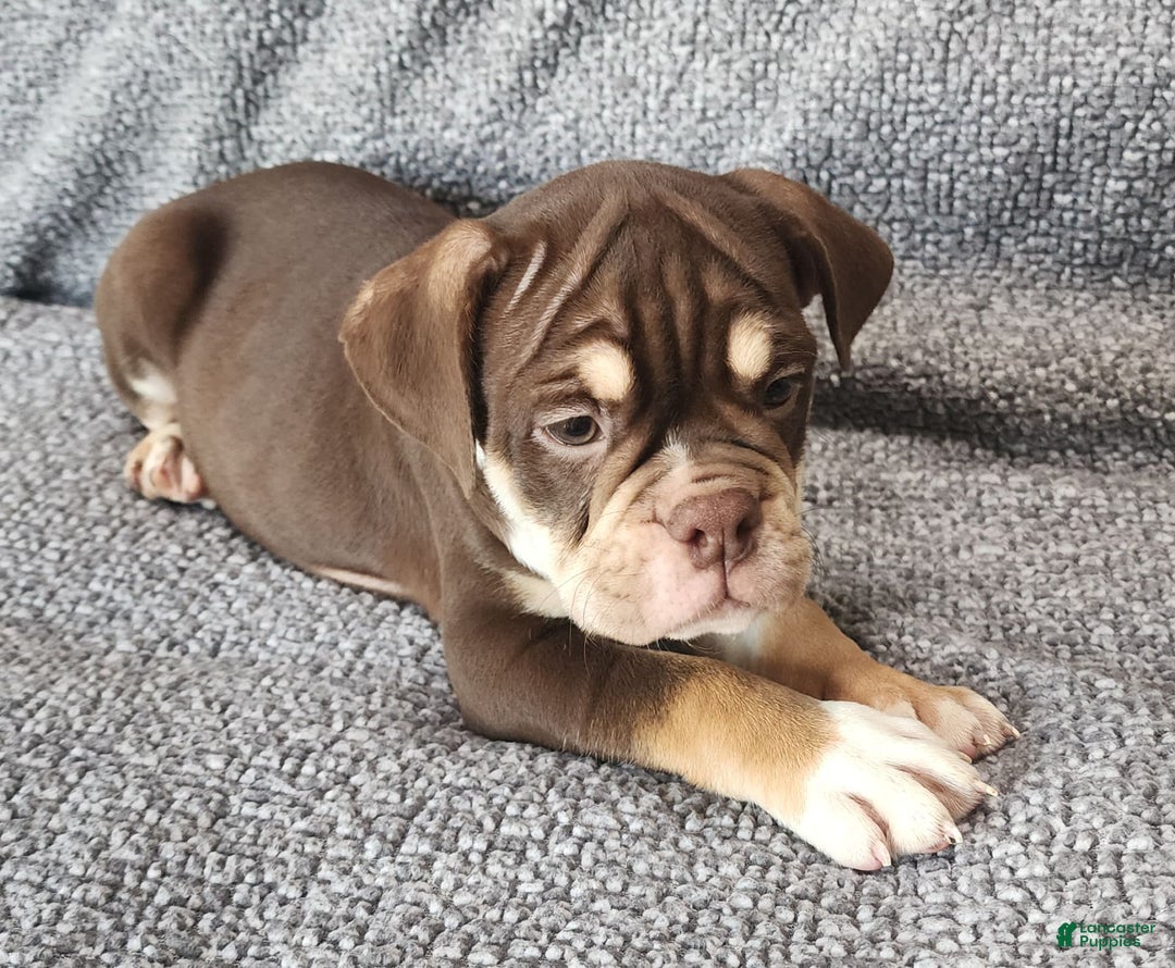 English Bulldog dogs for sale: Caroline - Image 3