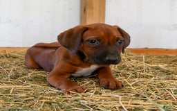 Rhodesian Ridgeback dogs for sale: Luna - Image 2