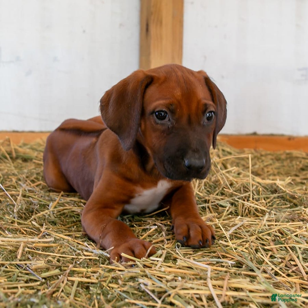 Rhodesian Ridgeback dogs for sale: Luna - Image 2