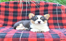 Welsh Corgi Pembroke dogs for sale: Major - Image 4