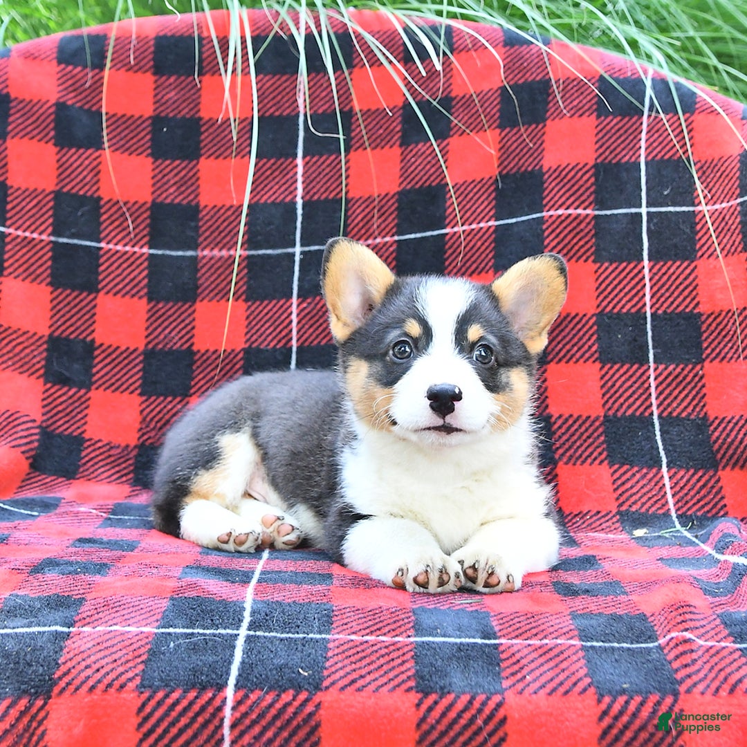 Welsh Corgi Pembroke dogs for sale: Major - Image 4
