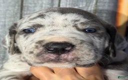 Great Dane dogs for sale: Great Dane 5 puppies - Image 7
