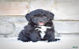 Mini Goldendoodle dogs for sale: Maggie - Image 6