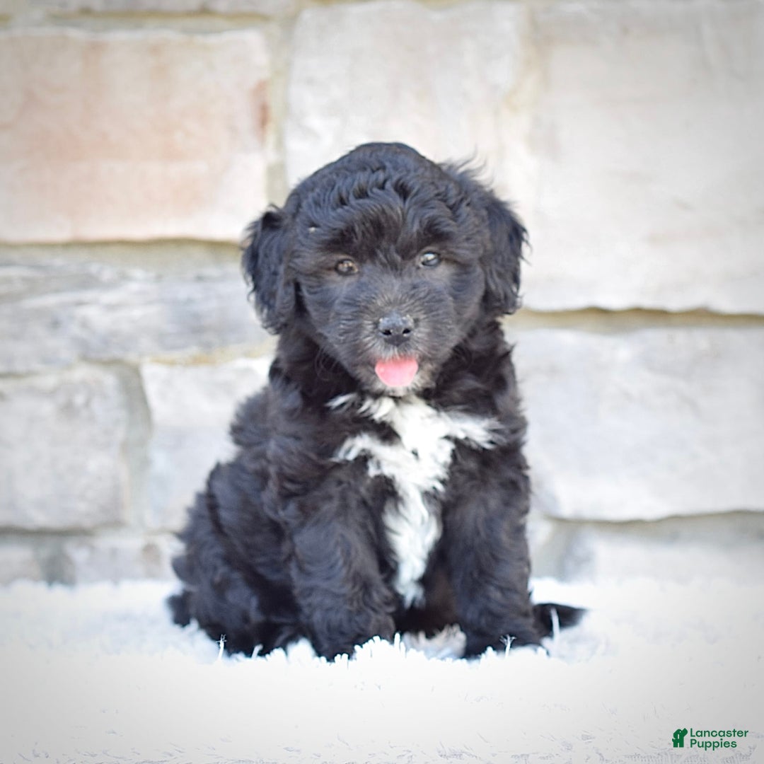 Mini Goldendoodle dogs for sale: Maggie - Image 6