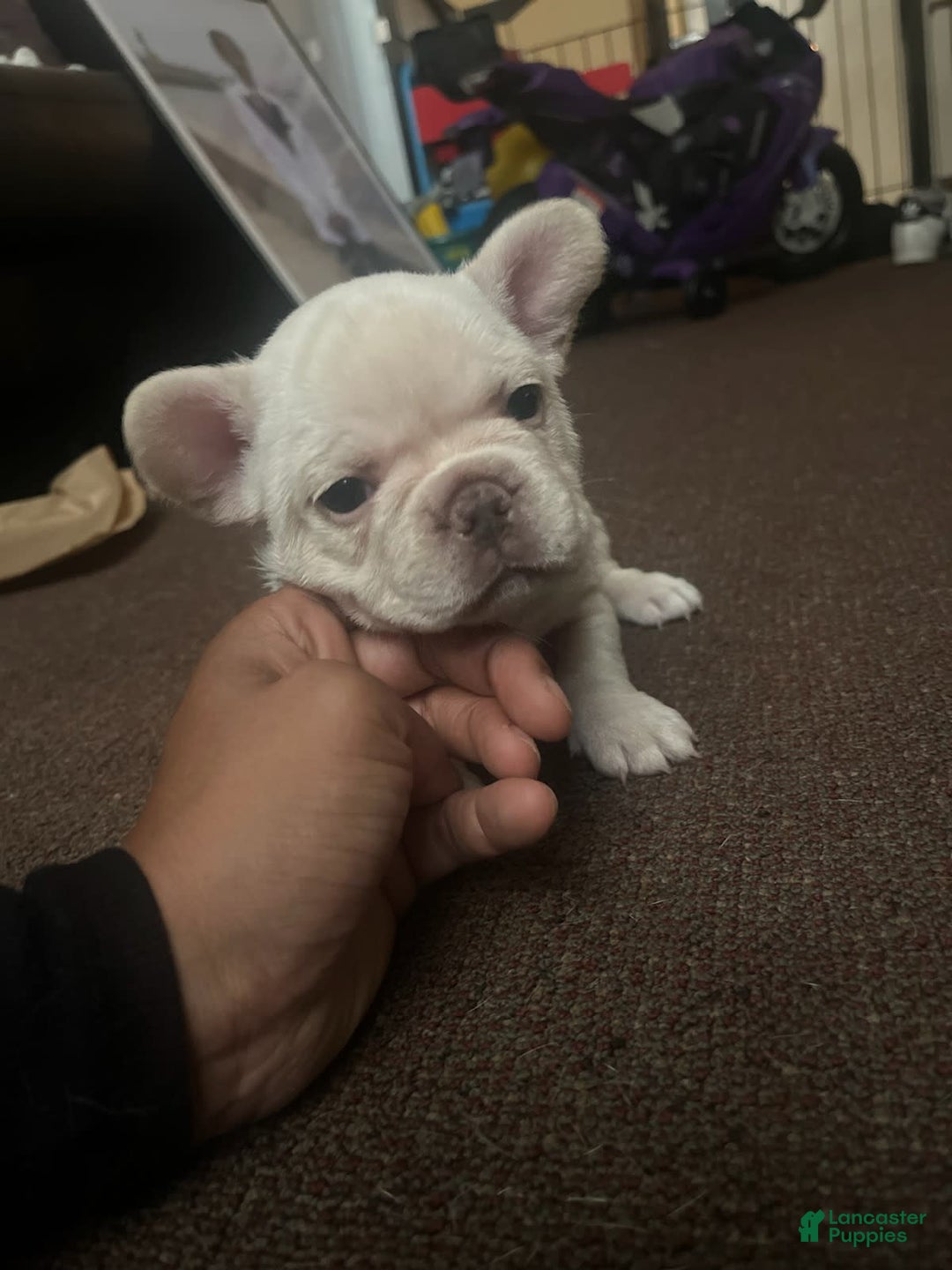 French Bulldog dogs for sale: Rhea - Image 4