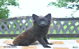 Pomeranian dogs for sale: Pepper - Image 8