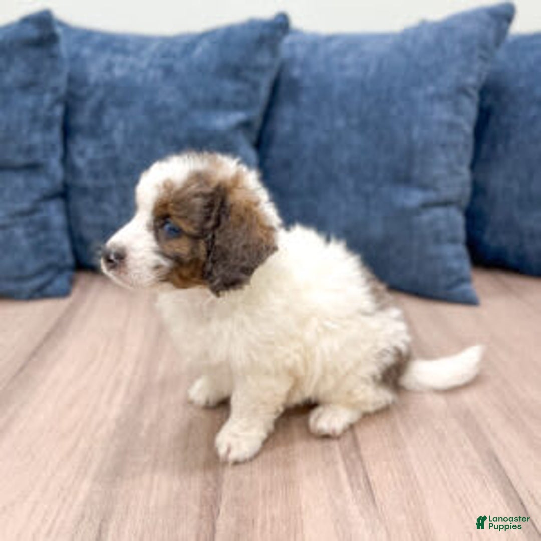Mini Bernedoodle dogs for sale: Mini Bernedoodle 3 puppies - Image 8