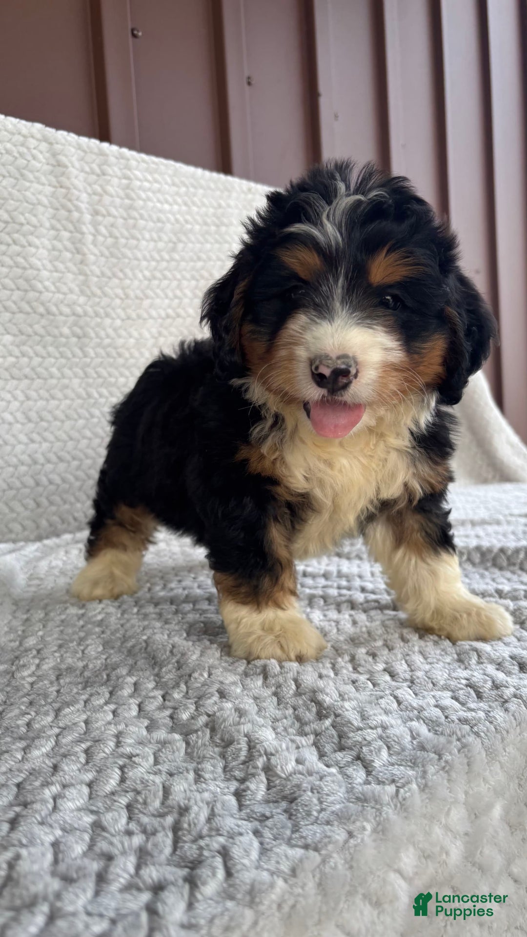 Mini Bernedoodle dogs for sale: Miles - Image 4