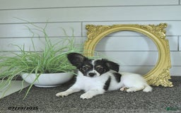 Papillon dogs for sale: Lilah - Image 13