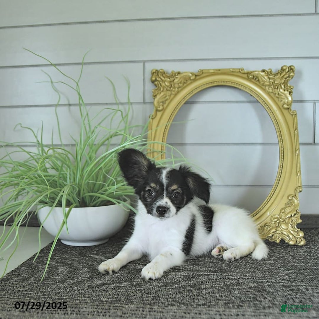 Papillon dogs for sale: Lilah - Image 13