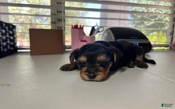 Yorkshire Terrier dogs for sale: Duke - Image 2