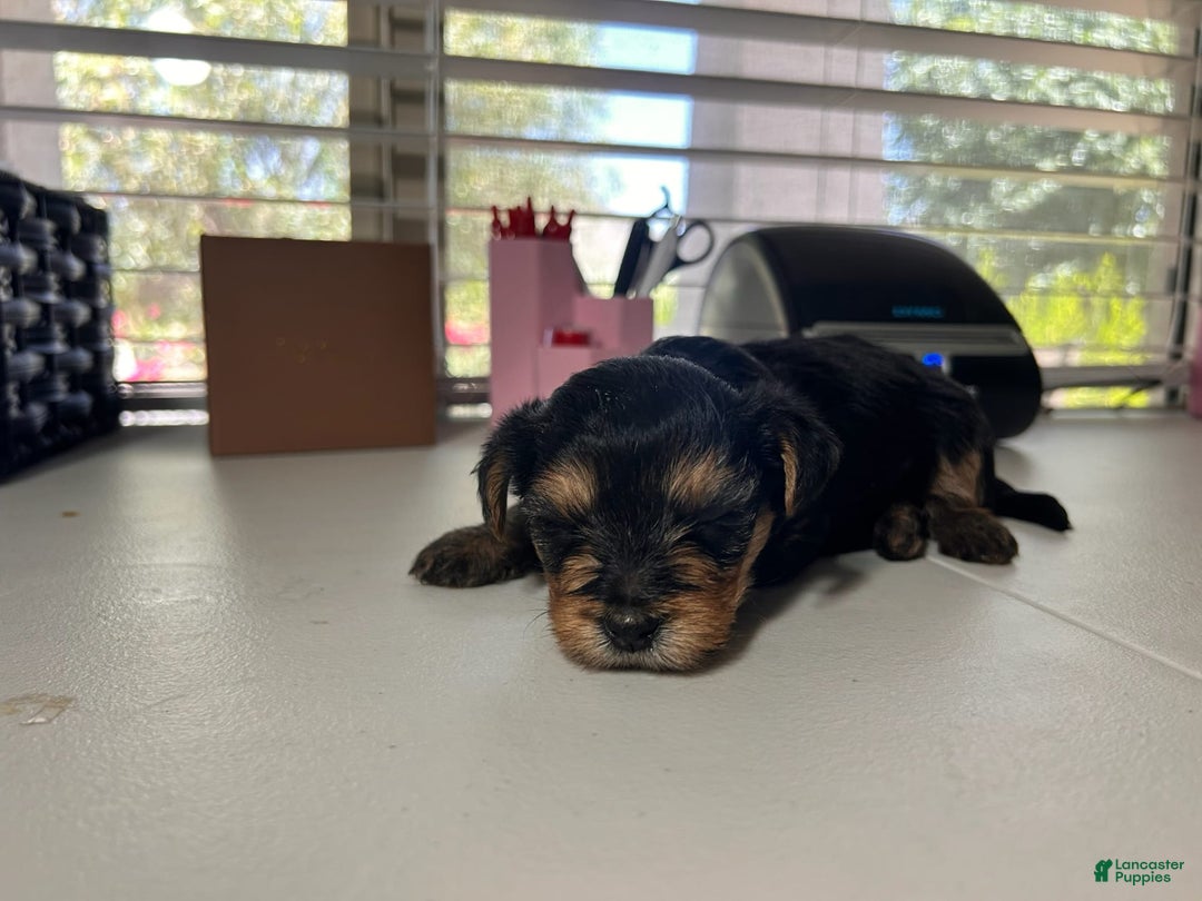 Yorkshire Terrier dogs for sale: Duke - Image 2
