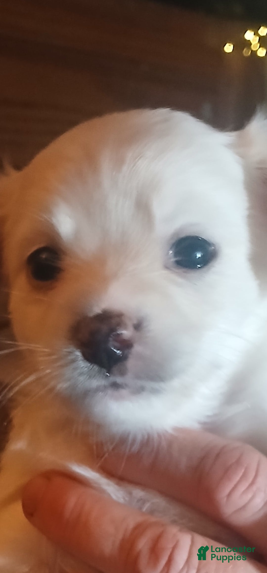 Chihuahua dogs for sale: Fluffy white Puppies - Image 12
