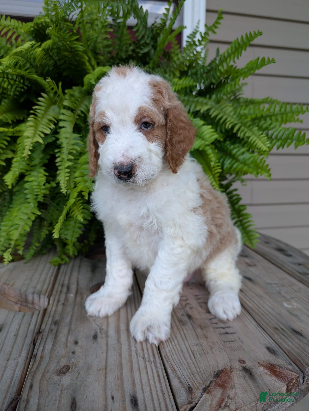 Goldendoodle dogs for sale: Ace - Image 18
