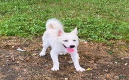 Pomsky dogs for sale: Aden - Image 5