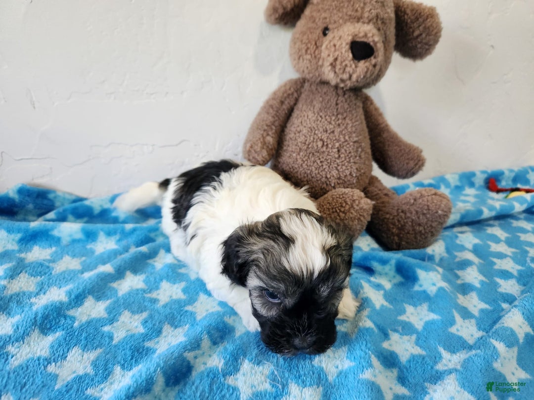 Havanese dogs for sale: Inigo - Image 1