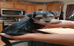Morkie dogs for sale: Cleo - Image 3