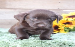 Labrador Retriever dogs for sale: Benny - Image 3