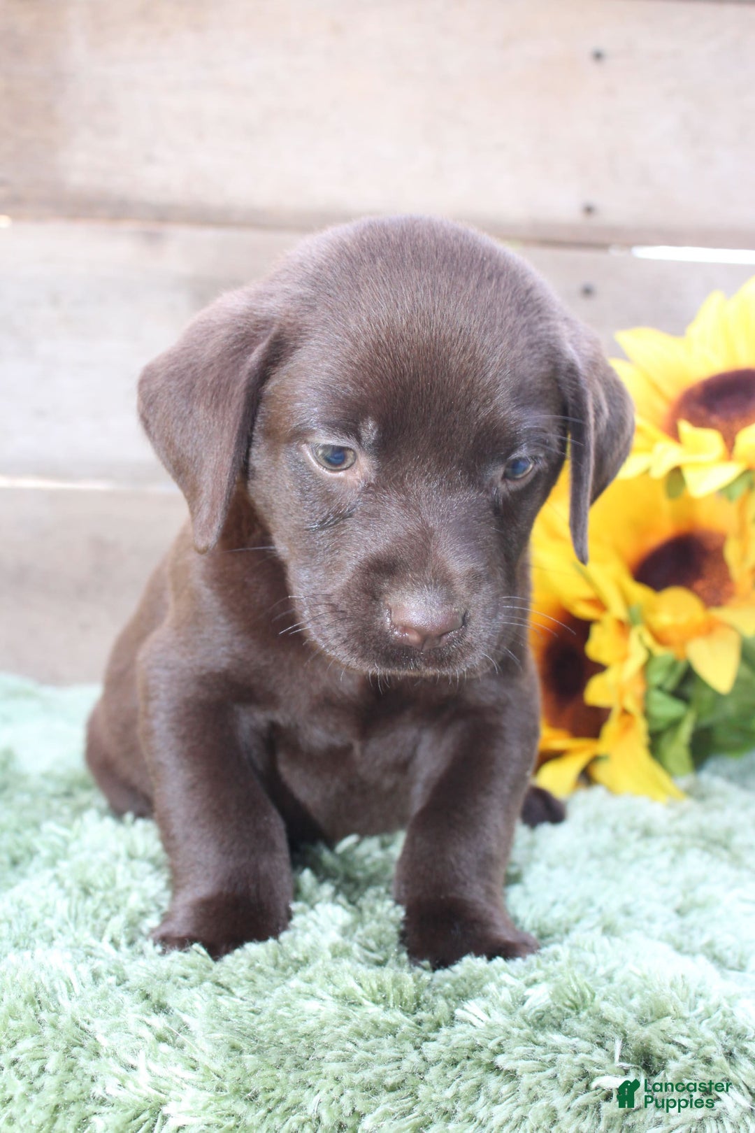 Labrador Retriever dogs for sale: Benny - Image 3