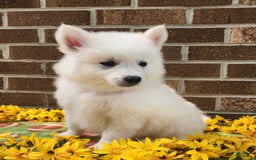 American Eskimo dogs for sale: Gringo - Image 1
