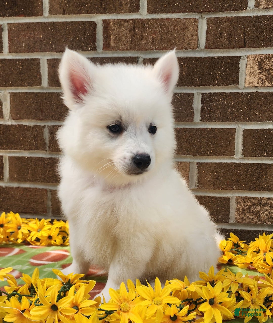 American Eskimo dogs for sale: Gringo - Image 1