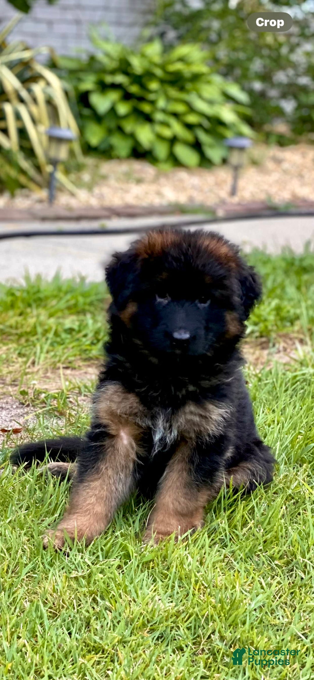 German Shepherd dogs for sale: Rubi - Image 2