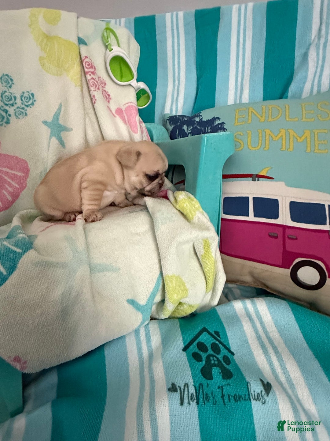 French Bulldog dogs for sale: Akc Cream Black Mask Spot - Image 6