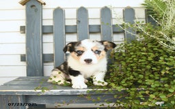 Welsh Corgi Pembroke dogs for sale: Juliet - Image 2